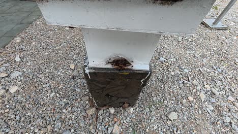 man-made wooden hives house docile stingless bees (kelulut) for honey production. these safe, non-stinging bees thrive in open-air setups near natural food sources.