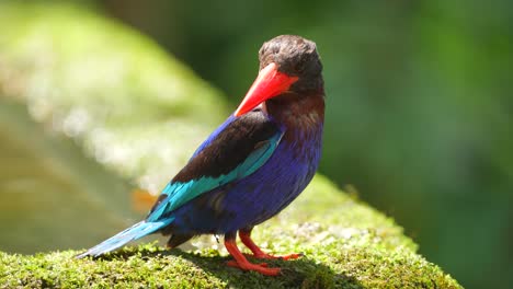 the-activity-of-a-beautiful-bird-called-Javan-kingfisher-was-enjoying-the-afternoon-while-perching-on-the-edge-of-the-poll-and-then-walking-away