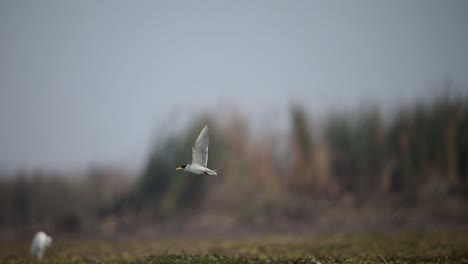 The-River-Tern-Shaking-Her-body-after-Diving-in-Water-for-Fishing