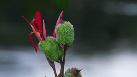 Bird-flies-past-colourful-South-American-flower-next-to-Amazon-river-on-an-overcast-day