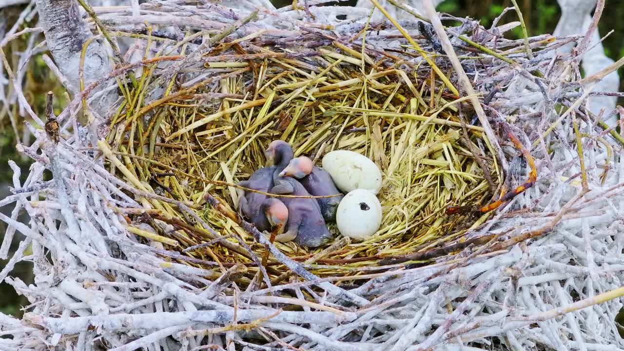 Close view of 3 fragile baby cormorants and two white eggs in a straw nest, 4K