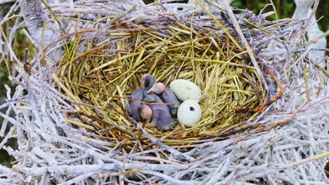 close view of 3 fragile baby cormorants and two white eggs in a straw nest, 4k