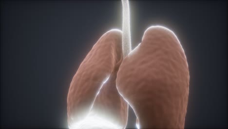 animación en 3d de los pulmones humanos