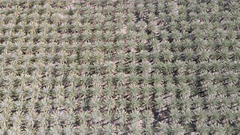 Large-palm-tree-nursery-in-Coachella,-California-with-drone-video-tilting-up