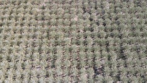 un gran vivero de palmeras en coachella, california con un video de un avión no tripulado inclinándose hacia arriba