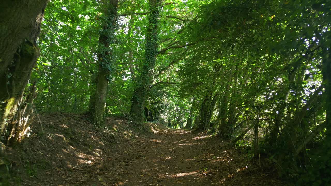 Sentiero attraverso una fitta foresta verde - drone in avanti.
