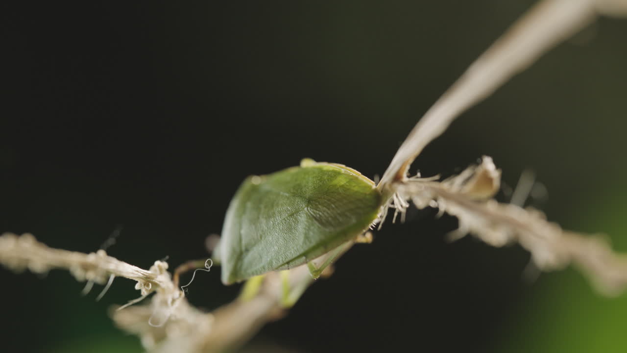 insecto verde en un tallo de planta