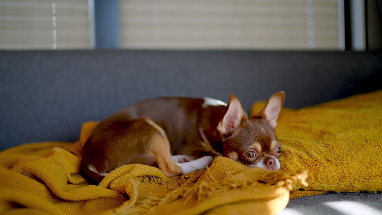 Small chihuahua dog resting on a grey sofa with yellow blanket and pillow in soft sunlight