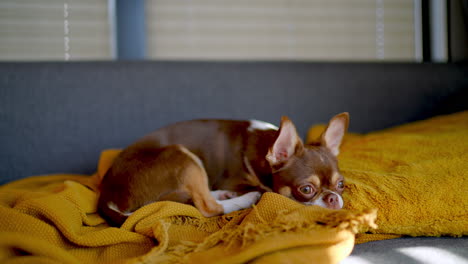 small chihuahua dog resting on a grey sofa with yellow blanket and pillow in soft sunlight