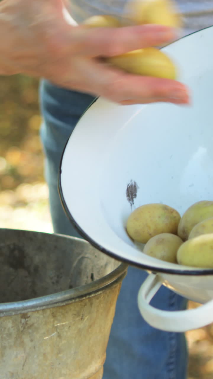 mujer mayor poniendo patatas en un cuenco de un cubo en el jardín