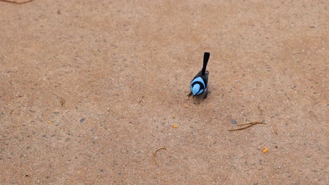 un pájaro moviéndose en el suelo