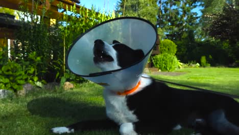 karelian bear dog lying patiently on the green grass ground wearing funnel neck and yawning. animal convalescence with buster collar. injured pet healing after surgery, recovering in home sunny garden