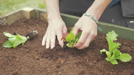 transplanting lettuce into raised garden bed young male gardener