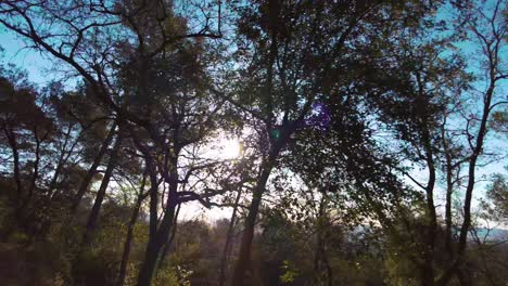 vista del sol vista desde detrás de algunos árboles, en cámara lenta, grabada desde un coche en movimiento