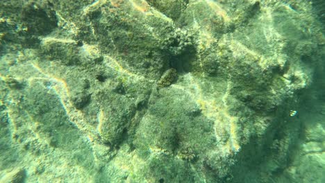una vibrante escena submarina que muestra arrecifes de coral con patrones de luz solar, capturada en las aguas claras de phuket, tailandia