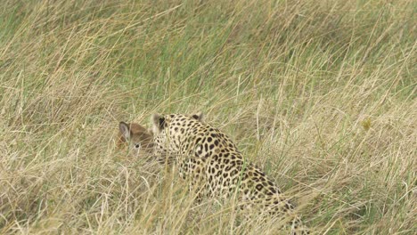 leopardo jugando con un bebé lechwe intimidado en la hierba alta, presa y depredador