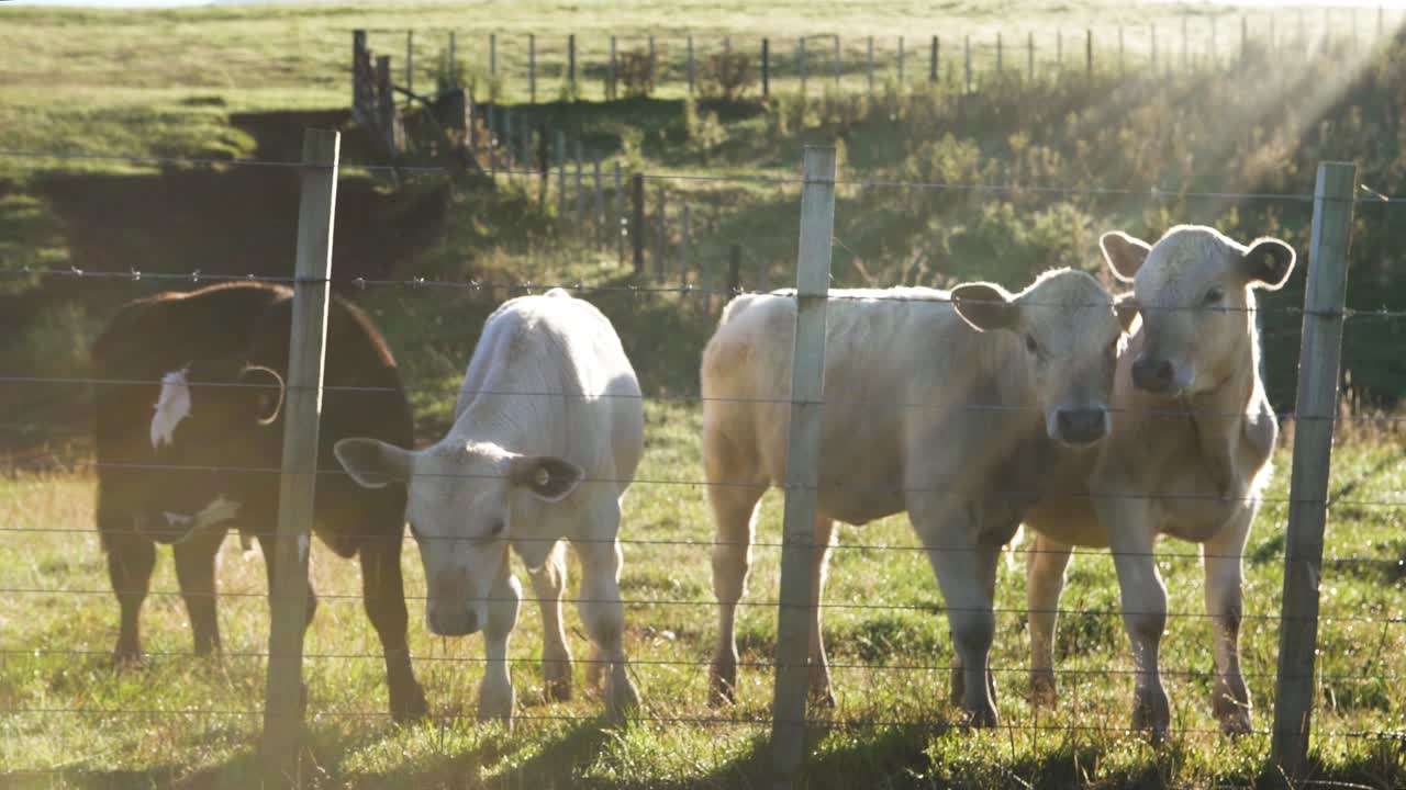 Cows in a ranch in New Zealand with sun beams
