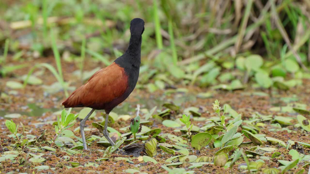 A Wattled Jacana searching for food in the Iber&aacute; Wetlands in Corrientes, Argentina