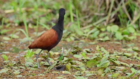 a wattled jacana searching for food in the iberá wetlands in corrientes, argentina