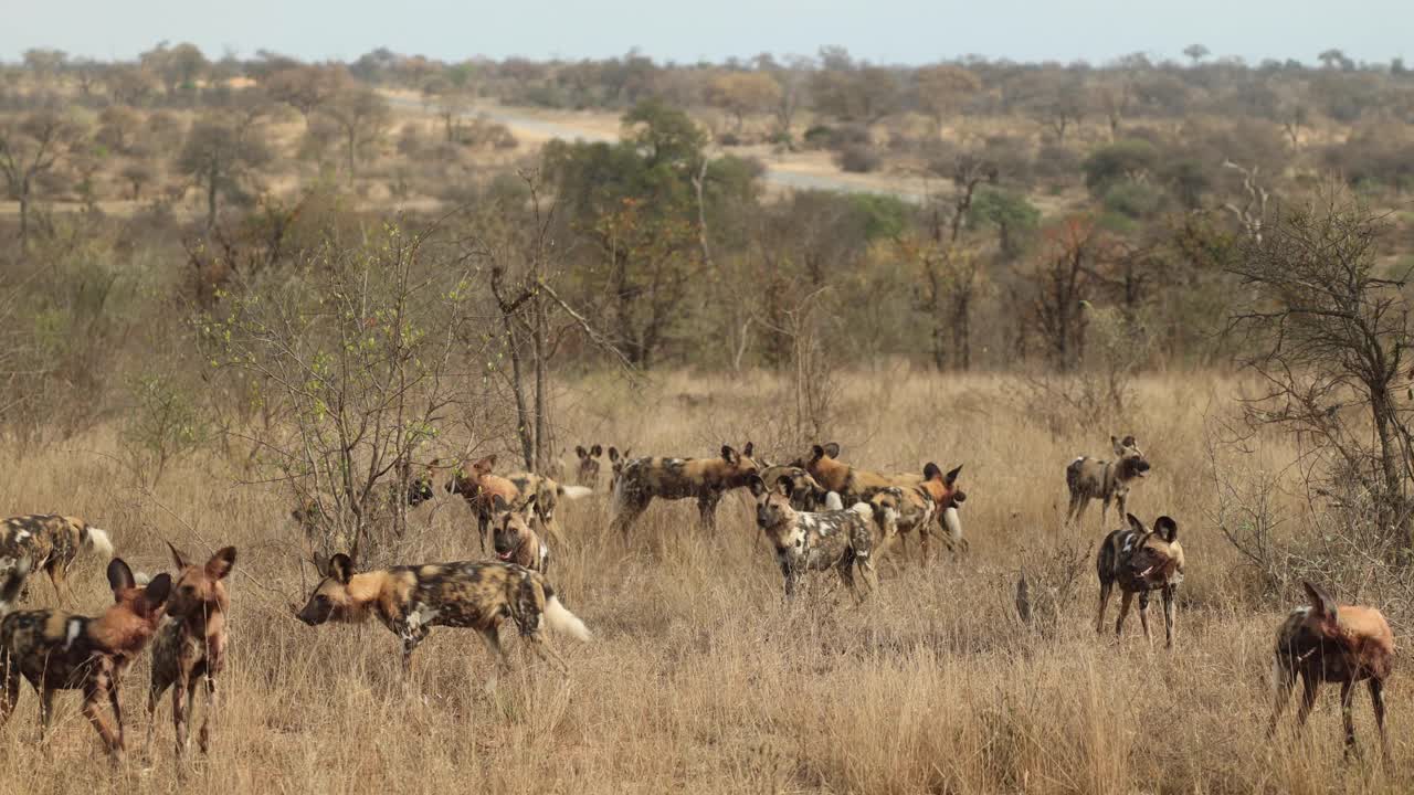 una manada masiva de perros salvajes africanos interactuando en el parque nacional kruger