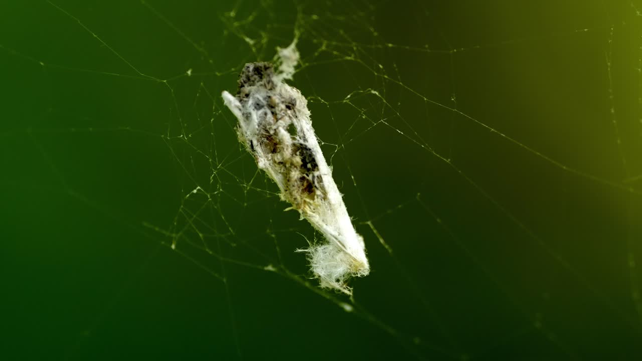 Detailed, Macro Footage of Web‑Building Spider with Prey Wrapped in Silk