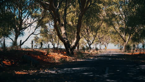 outback road with dry grass and trees