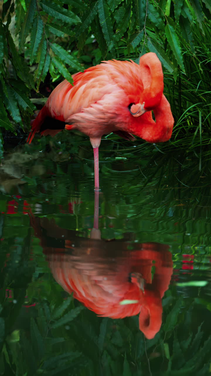 Close up of beautiful, pink flamingo standing in water at a zoo