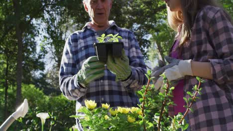 Smiling-senior-caucasian-father-and-teenage-daughter-working-in-garden-and-inspecting-plants