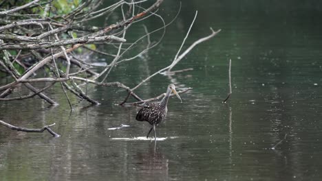 A-limpkin-or-Aramus-guarauna-wading-around-in-a-dirty-lake-in-the-late-evening-light