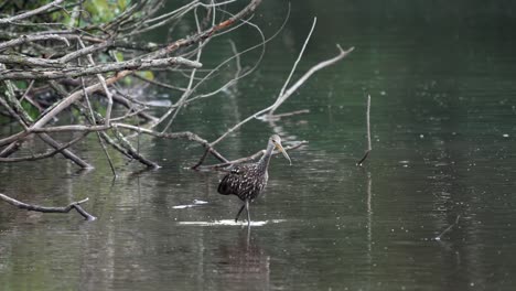 un limpkin o aramus guarauna vadeando en un lago sucio en la luz de la tarde