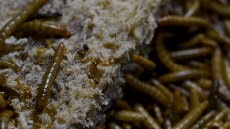 The-Mealworm-is-a-species-of-Darkling-Beetle-used-to-feed-pets-like-fish,-snakes,-birds,-and-frogs