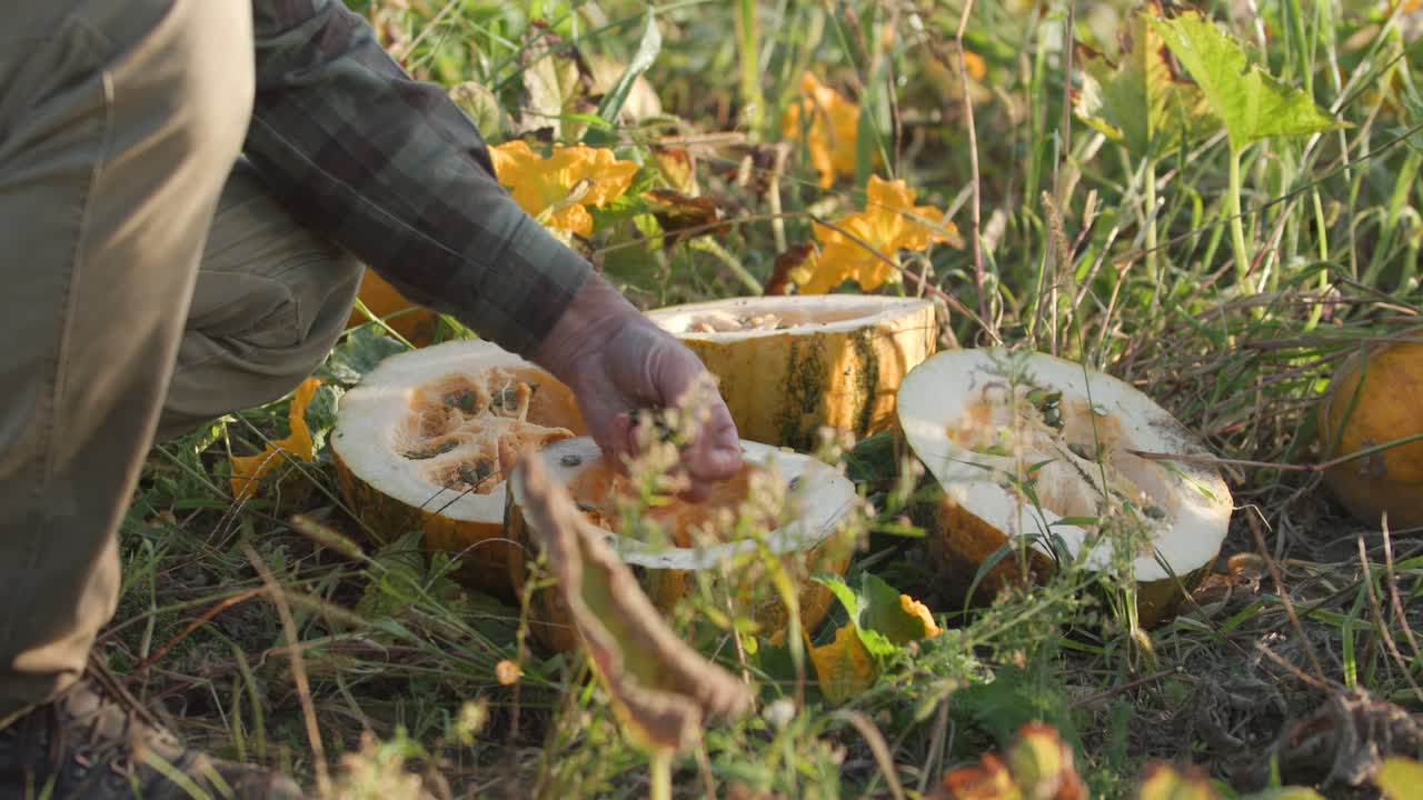 Mains d'agriculteur inspectant des graines de citrouille ouvertes : une vue rapprochée