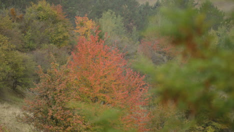 Hojas-De-Otoño-En-Rumania