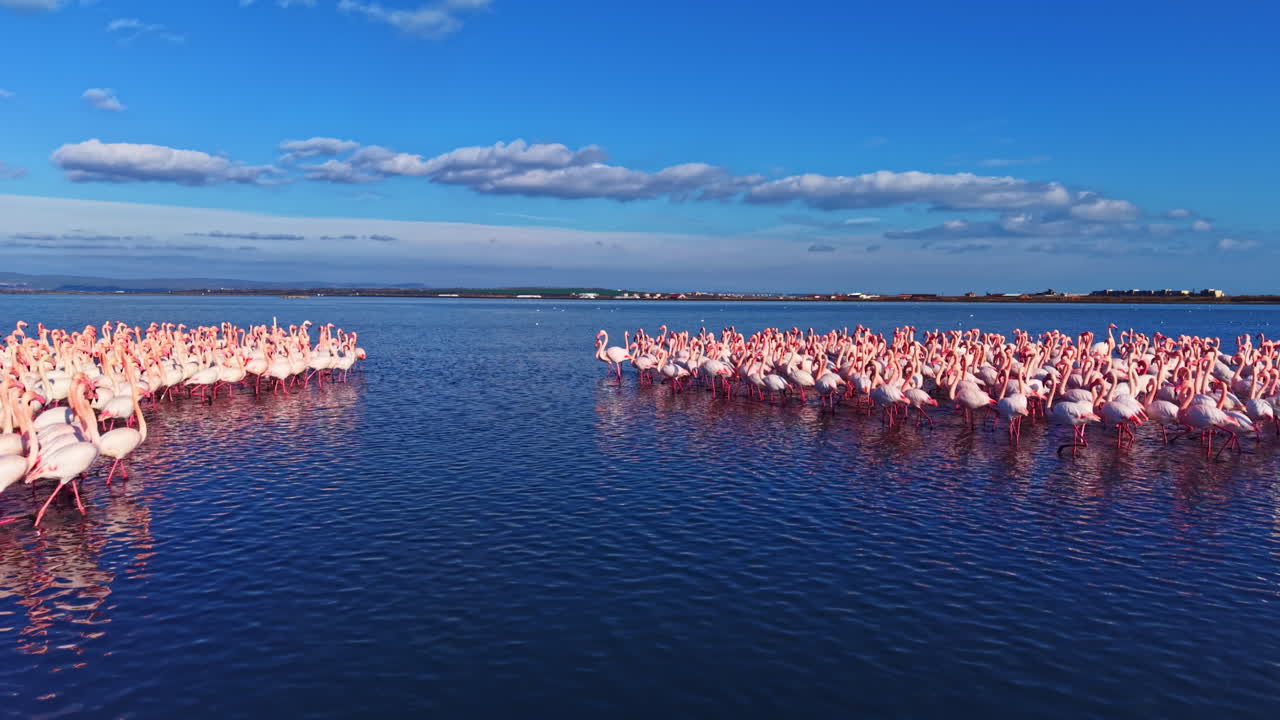 Flamingos gather at the shimmering lagoon under a clear blue sky in the early evening light, creating a vibrant display of nature's beauty