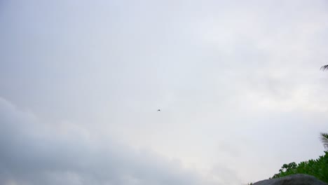 murciélago volando en el aire filmado en las seychelles en la isla principal de mahe con la naturaleza circundante