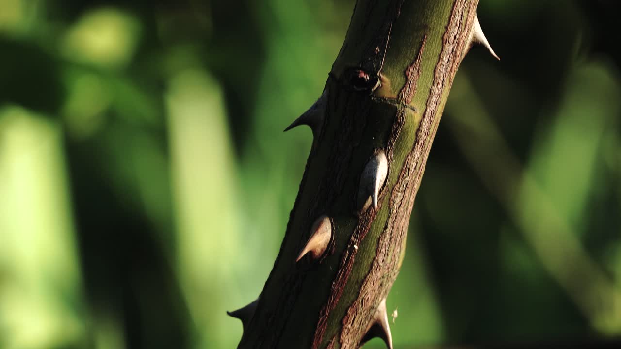 Tilt camera movements show the thorns on the roots of a rose in evening sun lights