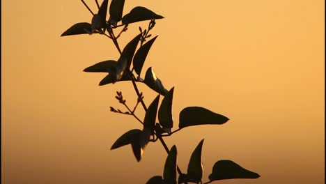 silhouette of leaves at sunset