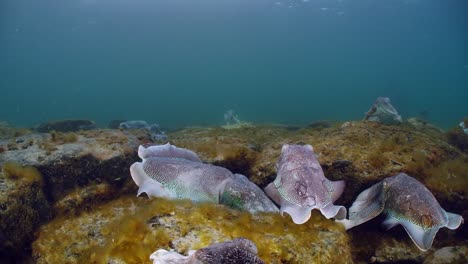 giant australian cuttlefish sepia apama migration whyalla south australia 4k slow motion, mating, laying eggs, fighting, aggregation, underwater