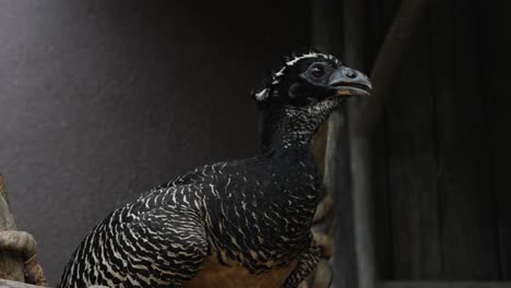 large black turkey like bird at zoo