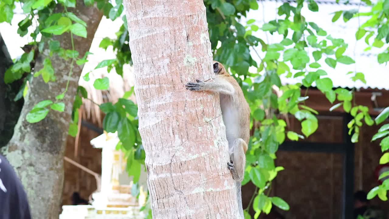 원이가 사람한테서 음식을 구합니다.