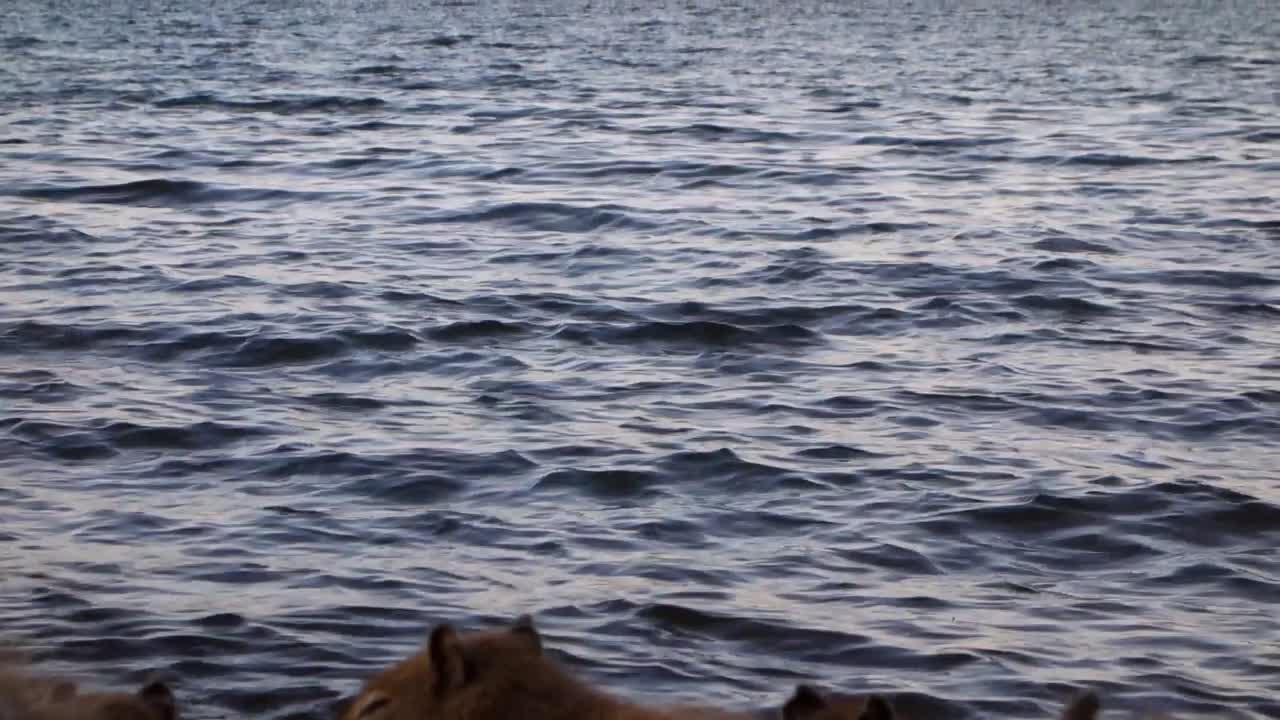 브라질리아의 파라노아 호수 가장자리에 있는 카피바라의 가족