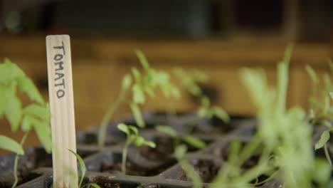 growing tomatoes at home during lockdown, micro greens, tracking left