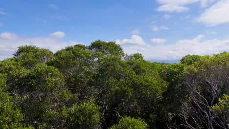Aerial exploration of lush rainforest canopy