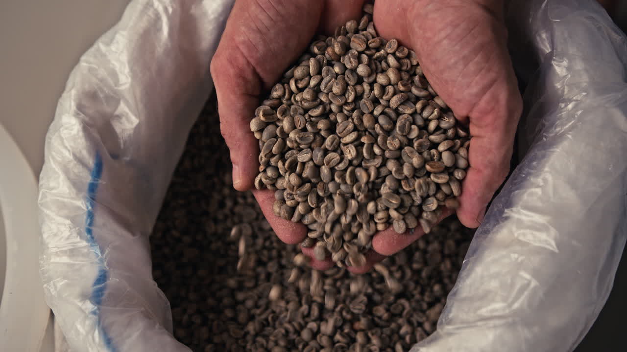 Hands pouring green coffee beans from a bag