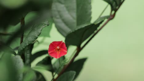 一朵花在風中流動