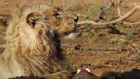 león macho nómada de tres años mirando a su alrededor mientras se alimenta de un búfalo africano a última hora de la mañana