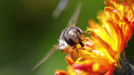 bee collects nectar from flower crepis alpina