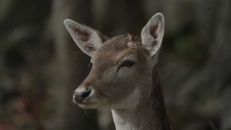 Close-Up-Of-A-Female-Fallow-Deer-Turning-To-The-Camera---Dama-Dama-In-Parc-Omega,-Canada---slow-motion