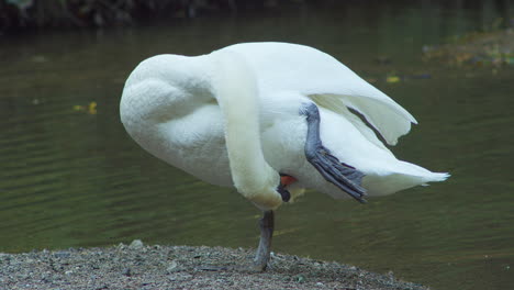 a close up of a swan standing on one foot cleaning with a lake in the background