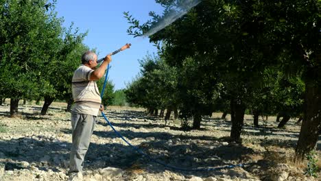 Adult-Man-sprays-apple-trees